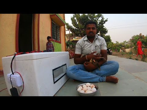 DIY inqubator machine, कमी खर्चात घर बसल्या बनवा अंडी उबवणी यंत्र,गावरान कोंबडी पालन,