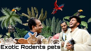 Exotic Rodents Pets | @KarnatakaAquarium rats, Parisian cats,and hamsters | Heart Hacker Lovely 69