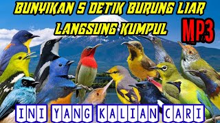 suara pikat kombinasi burung kecil ampuh pikat burung liar di jamin ampuh dan anti zonk st21