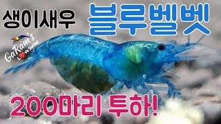 생이새우 블루벨벳 키우기.