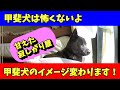 【Home Alone with Kai ken dog】甘えん坊の優しい甲斐犬の留守番、帰宅に喜ぶ犬 - 甲斐犬いち