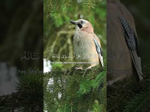 Surah Al Qiyamah سورة القيامة Powerful Quran Recitation By Mishary Rashid Alafasy 