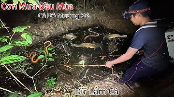 Kích Đêm Cơn Mưa Đầu Mùa Thời Điểm Cá Dô Mương Đẻ Dữ Lắm Cá | Kích Cá Miền Tây | Catch Fish
