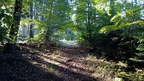 Little Musgrave (Child 81) (Noise Reduced) - Phyll...