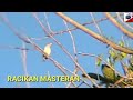 Masteran Terapi Racik Suara Air Terjun Kolibri Ninja Labet Jadi Satu Anti Stres Mp3 - Mp4 Download