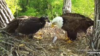 Decorah Eagles 5-23-19, 650 Pm D33 For The Steal & Swallow