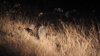 White-tailed mongoose on safari in Timbavati Game Reserve