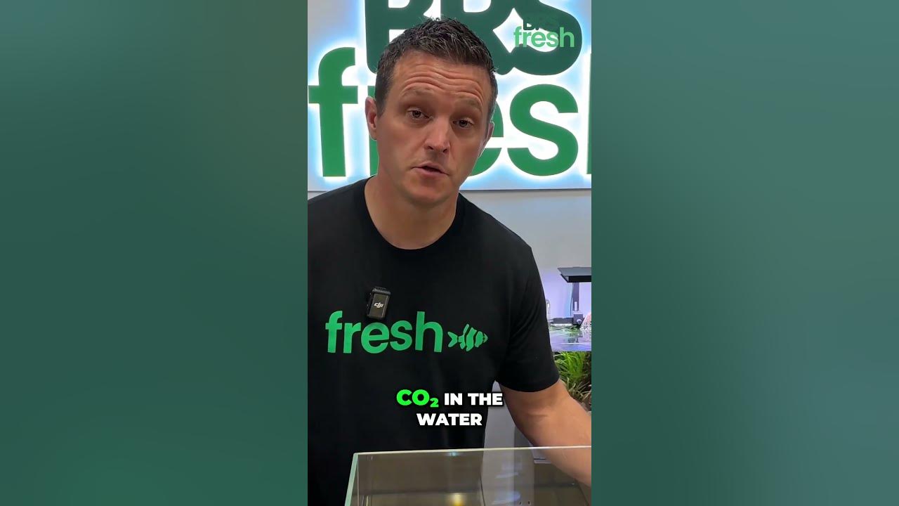 Adding CO₂ to Water #aquascape #freshwateraquarium #aquarium #plantedtank #fishtank #fish