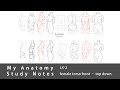 My Anatomy Study Notes LX-2 | Female Torso Top-Down Front to Side View Drawing