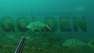 GOLDEN TREVALLY | YELLOW LIP SNAPPER | DAY SPEARFISHING HARVEST with @GabbyRamalSpearfishing