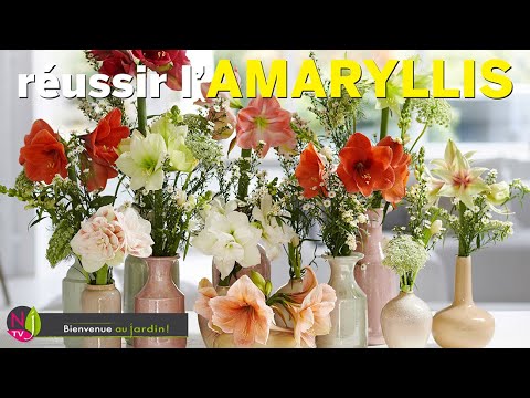 Vidéo: Amaryllis Exigences en matière de sol : quel est le meilleur terreau pour l'amaryllis ?