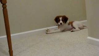 Beckham, our Brittany Spaniel, Discovers a Door Stop...