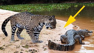 Jaguar hunted crocodiles then brought ashore | Elephant, Lion, Buffalo