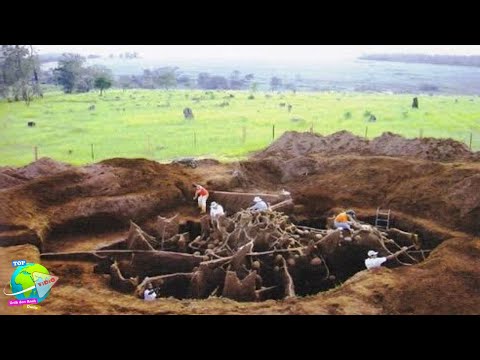 Video: Sarang Semut Kerajaan