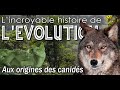 Aux origines des chiens canids   volution  palontologie  simplex palo