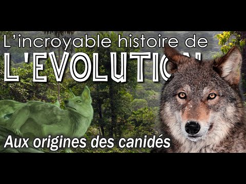 Aux origines des chiens (canidés)  - Évolution / Paléontologie - Simplex Paléo