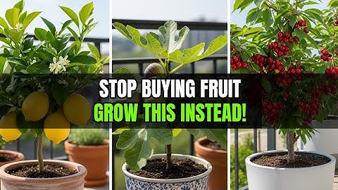 Top 10 Fruit Trees That Thrive in Pots and Small Spaces