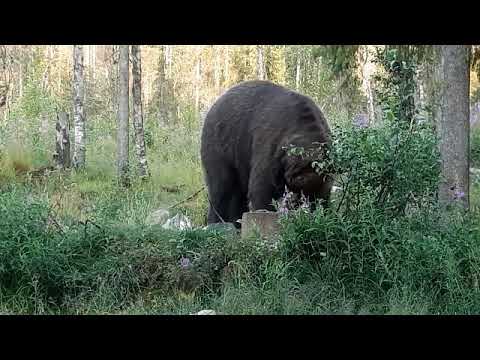 Video: Kuten Karhua Kutsuttiin Vanhoina Aikoina