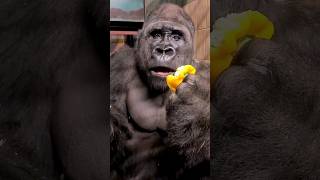 Yellow peppers are his favourite! #silverback #gorilla #asmr #mukbang #animals #youtubeshorts #food