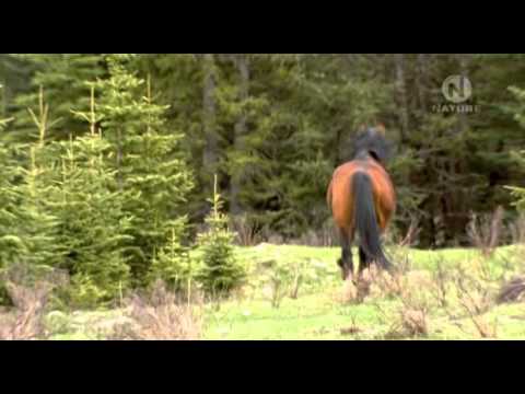 Video: Dutch Warmblood Horse