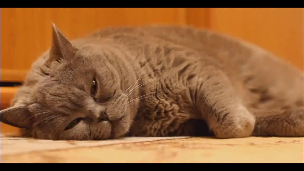 Мама кошка и котенок. Кот с открытым ртом. Видео для кошек. Короткие видео с котиками. Видео про кошек которые.