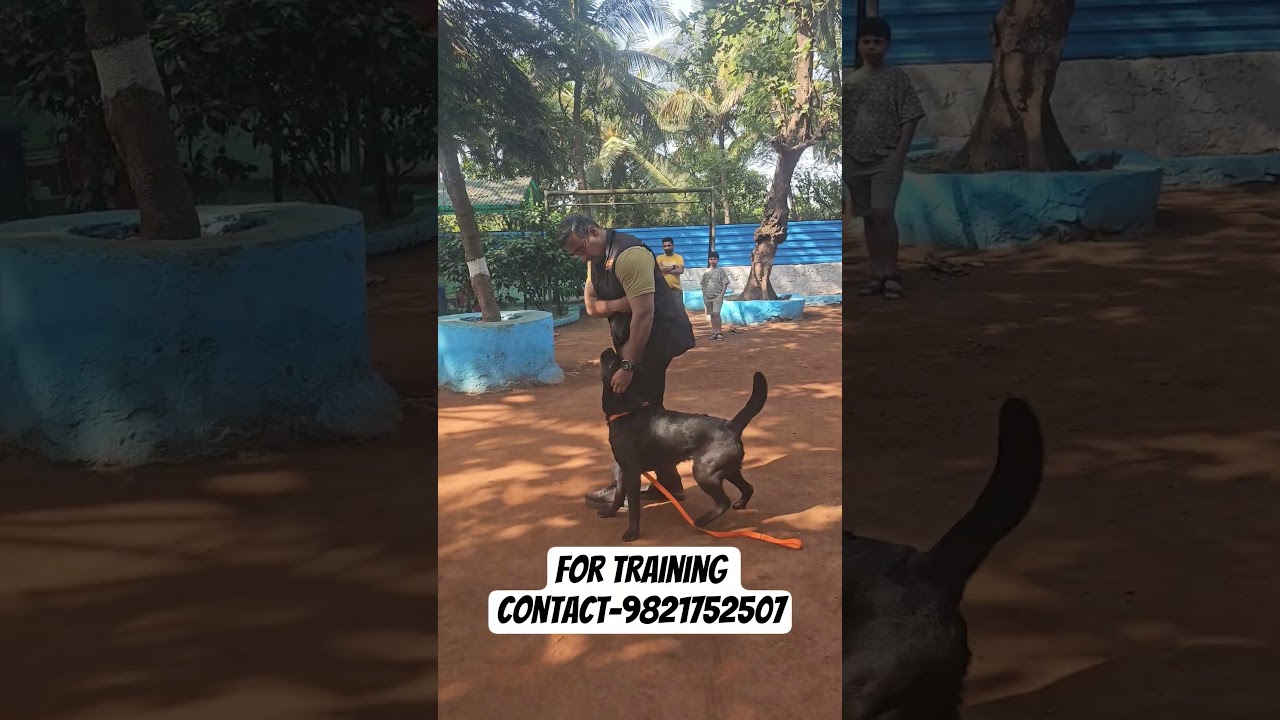 Basic obedience is the ABCD of #dogtraining #dogoftheday #doglovers #Mumbai #India #puppy #pup #dog