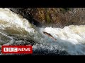 Saving a million salmon and a tribe in a historic drought - BBC News