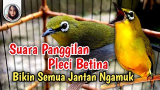 Sekali Pancing Pleci Jantan Langsung Ngamuk !! Pleci Betina Birahi Memanggil Jantan