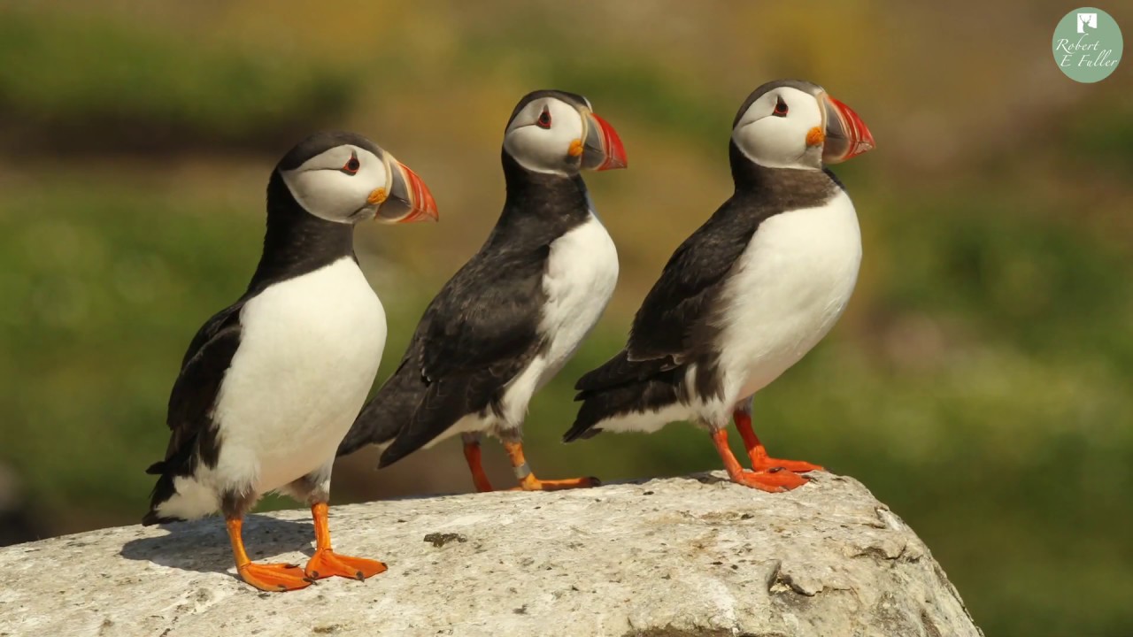 You can go observe the endearing Atlantic puffin, but time may be