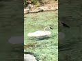 Beautiful philadelphia zoo trumpeter swan in slow motion for zoovisitormm