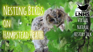 Nesting Birds on Hampstead Heath