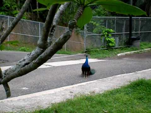 Video: Eiervruggeregte. Peacock Tail Voorgereg