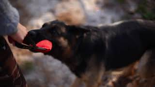 Dog Tricks by German Shepherd Frida ( 4 years )