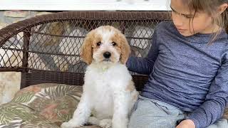 Red and White Parti Standard Poodle Puppy.