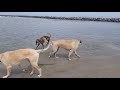 Irish Wolfhound vs Greyhound--Race of the Sight Hounds の動画、YouTube動画。