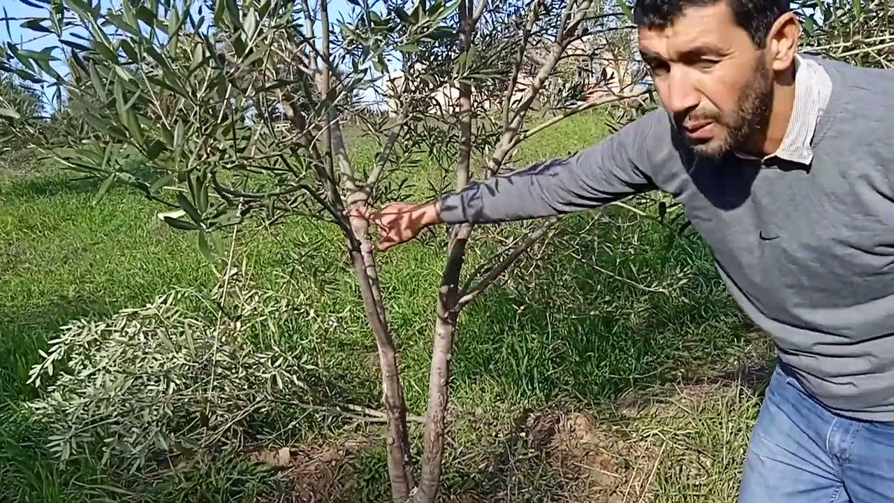 Taille de formation et de redressement d'un olivier