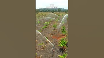 irrigation system for banana in Tanzania _yuzuak JET 40 rain gun sprinkler #tz #kilimo #irrigation