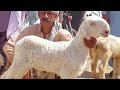 Tuesday pull qambar mundra mandi 03314765253 mundra goat farm  tue 2 apr 2024