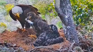 Eaglet Steals Fish From Mom! Eats it in 1 Big Gulp! Fraser Point Bald Eagle Nest Explore.org 5-6-24