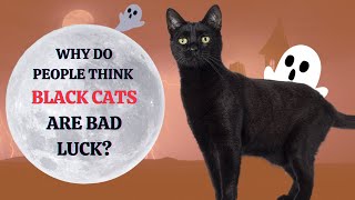 Why Do People Think Black Cats Are Bad Luck? by Pets Pine 99 views 6 months ago 2 minutes, 52 seconds