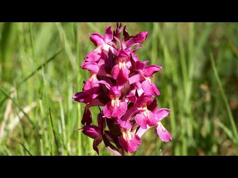 Dactylorhiza sambucina