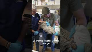 A Minute with Mark: California Raptor Center