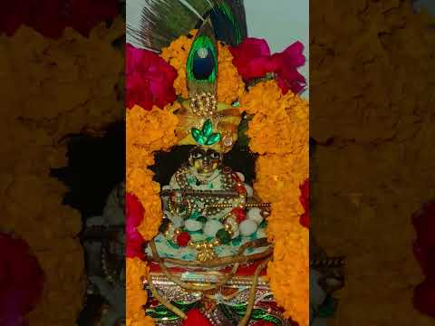 purshottam mash m laddu gopal ki seva@plchauhan1993#shortfeed #bhaktipath #radhakrishnabhajan