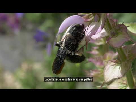 Vidéo: Où vivent les abeilles charpentières ?