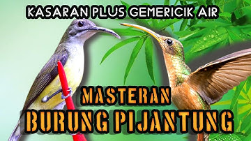 Masteran Kasaran Burung Kolibri Pijantung: Eksotis dan Unik!