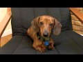 Beans Reacts to The Daschund Sad Song