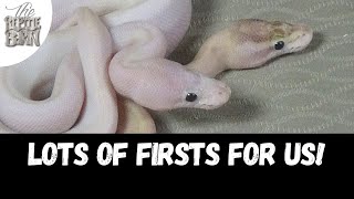 Finally Showing This Ball Python Clutch | Leopard Ivory + GHI Enchi Gravel-or-Yellowbelly