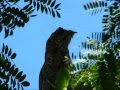 O canto do Urutau ( Nyctibius griseus )