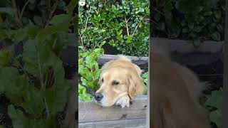 golden Retriever dog whatsapp status video#trending #shorts #youtubeshorts