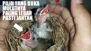 CARA MEMILIH DAN MEMBEDAKAN ANAKAN JANTAN DAN BETINA LOLOHAN TRUCUK YANG MASIH DALAM SARANG